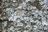 Physcia dubia