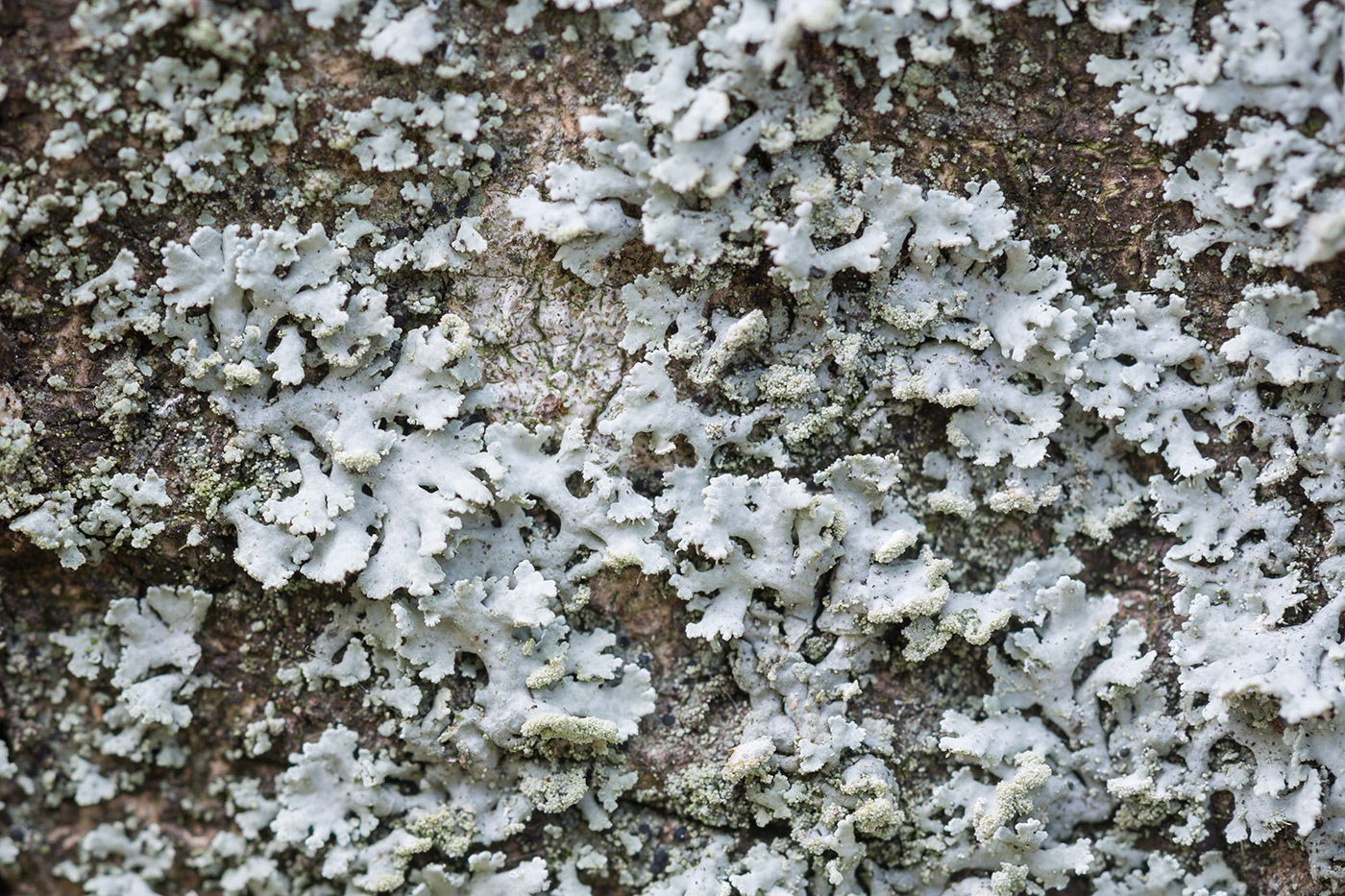 Image of Physcia dubia specimen.