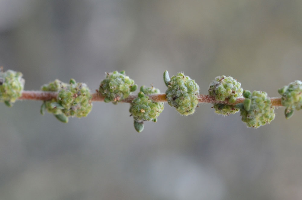 Image of Bassia prostrata specimen.