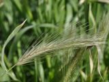 род Hordeum