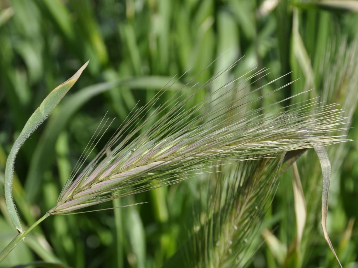 Image of genus Hordeum specimen.