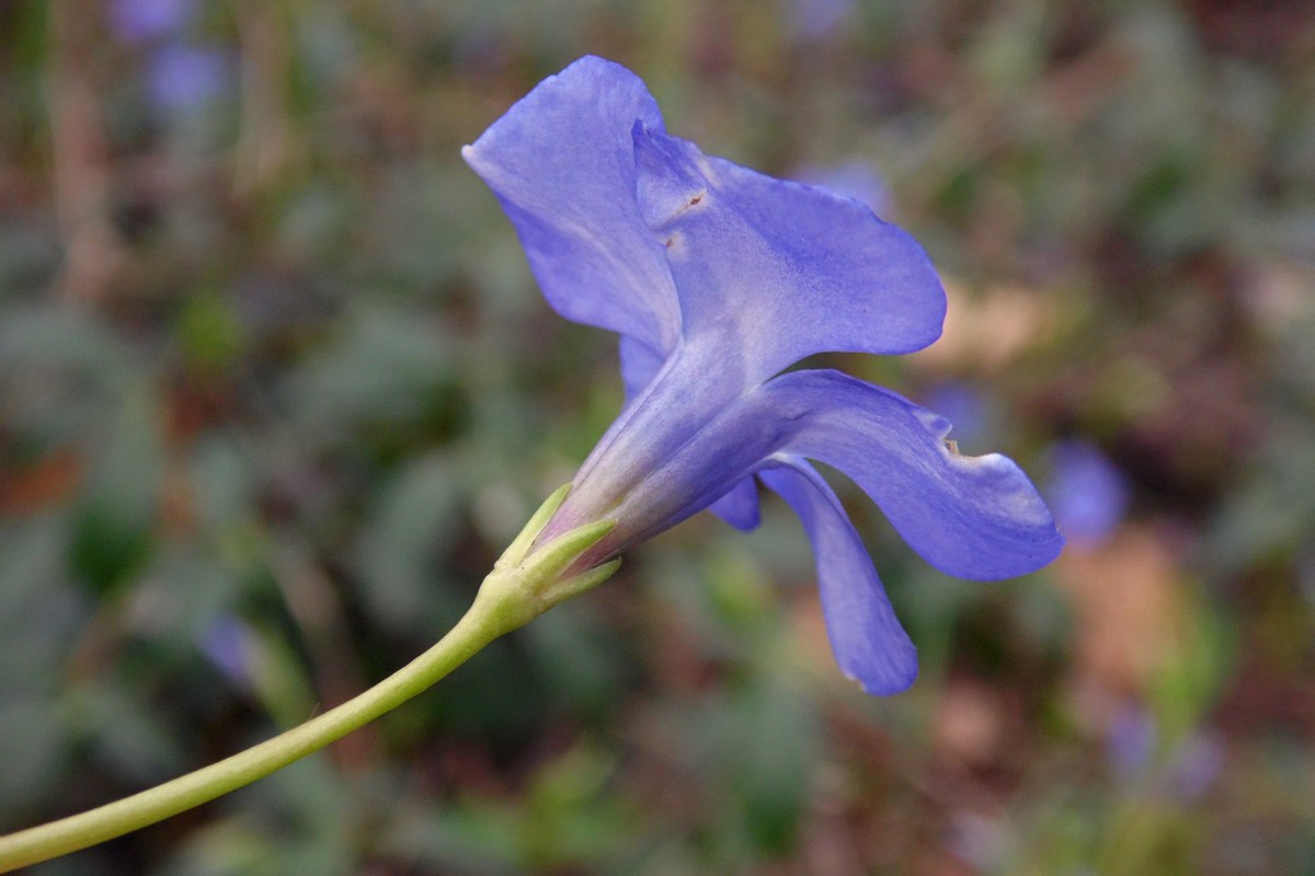 Image of Vinca minor specimen.