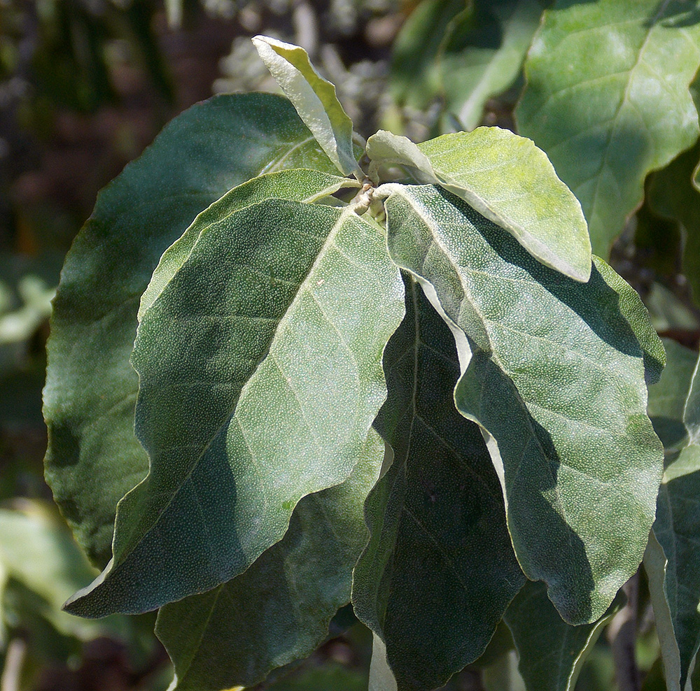 Изображение особи Elaeagnus umbellata.