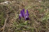 Iris pumila