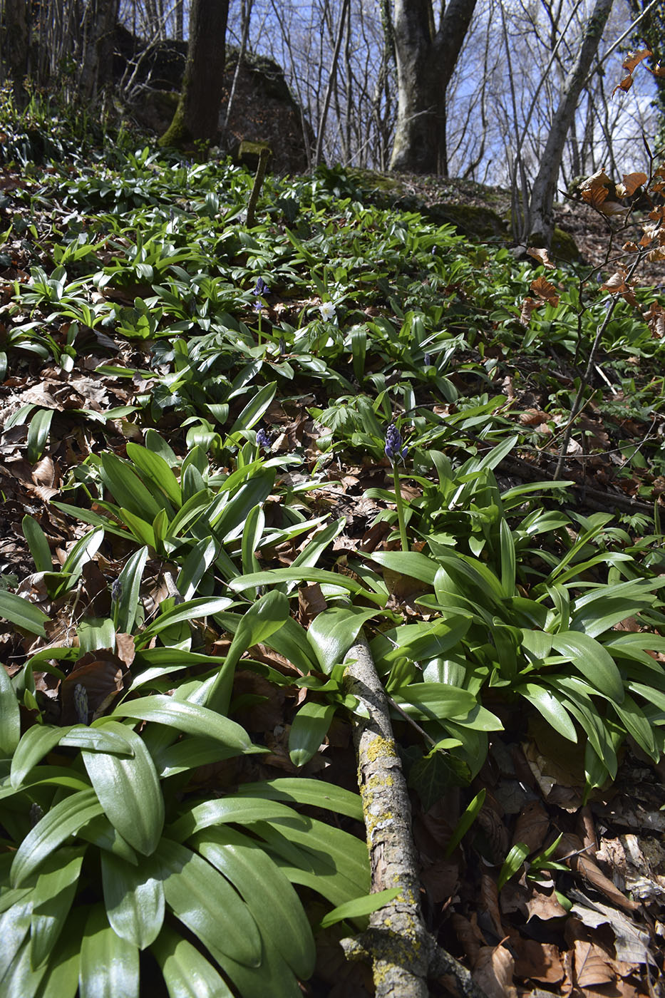 Image of Scilla lilio-hyacinthus specimen.