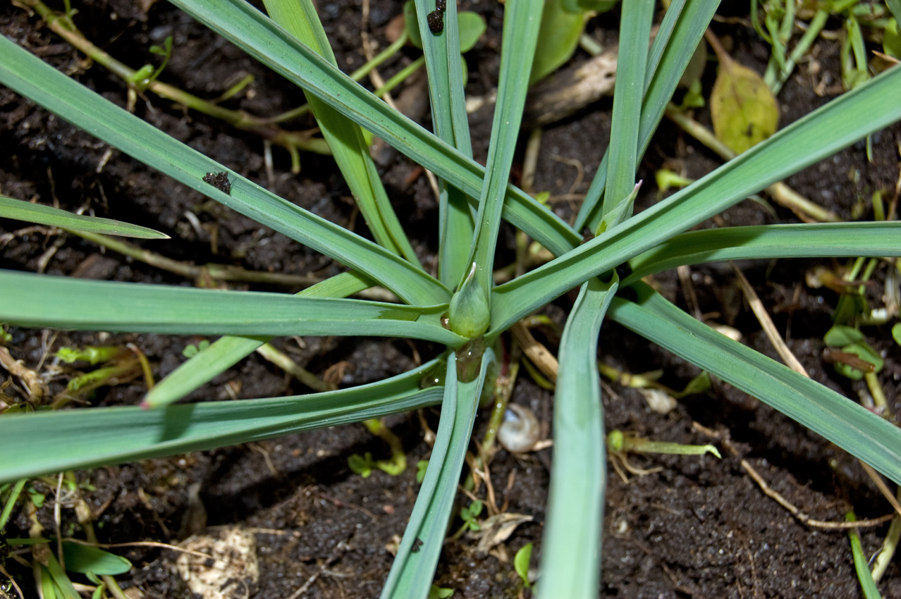 Image of genus Allium specimen.