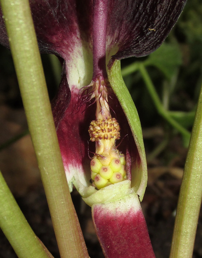 Изображение особи Arum maculatum.