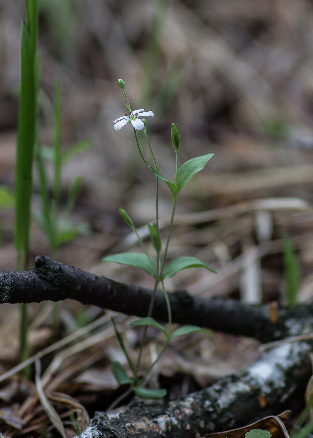 Image of Moehringia lateriflora specimen.