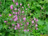 Melandrium dioicum