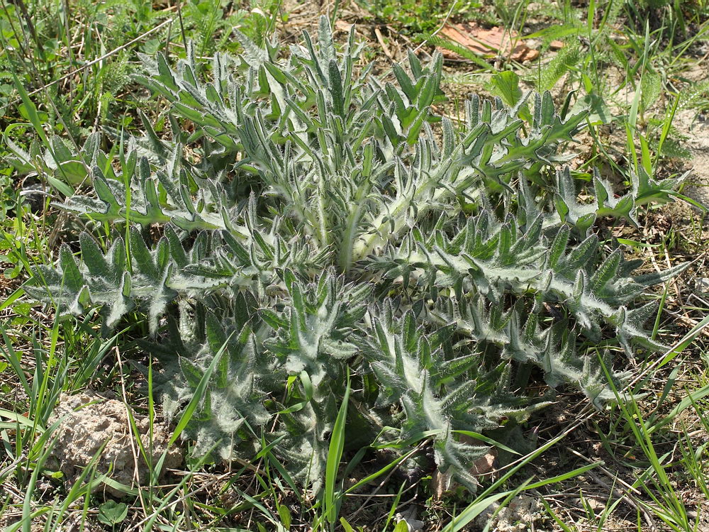 Изображение особи Cirsium vulgare.