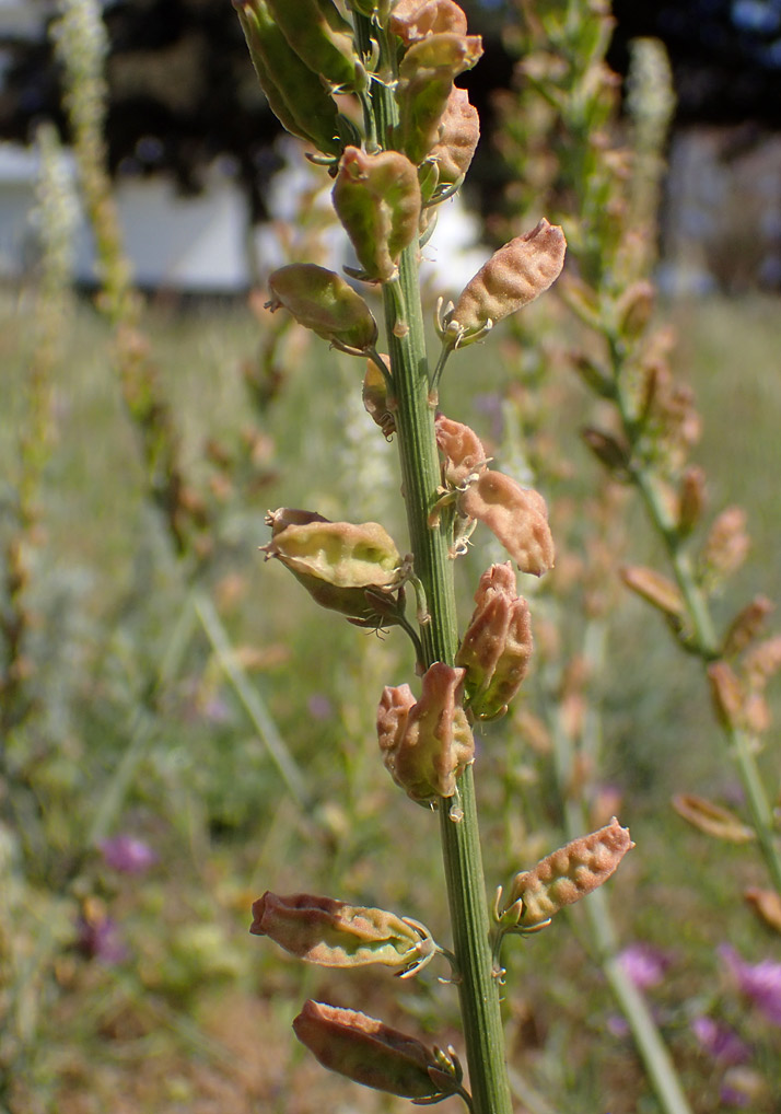 Image of Reseda alba specimen.