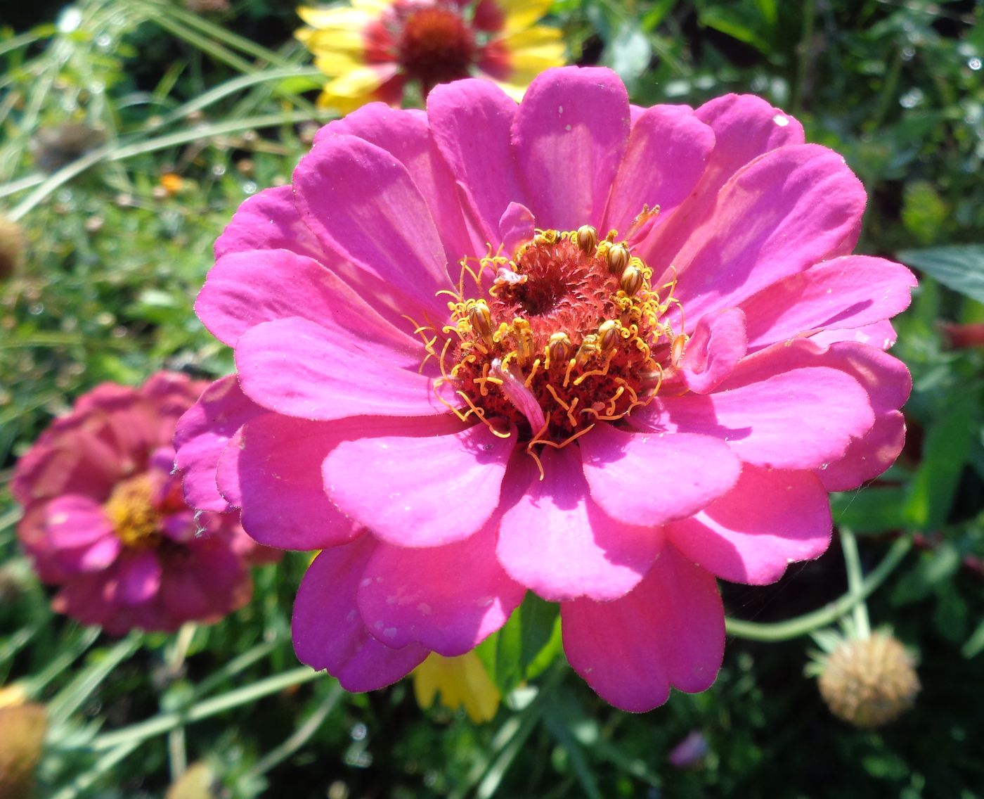 Image of Zinnia elegans specimen.