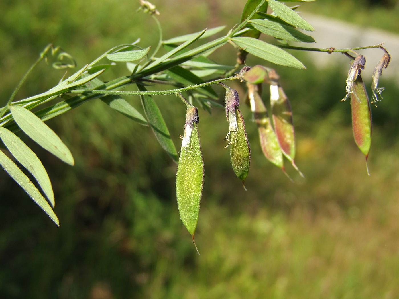 Image of Lathyrus pilosus specimen.