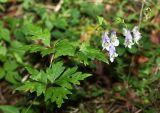 Aconitum stoloniferum