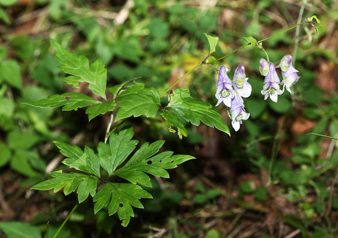 Изображение особи Aconitum stoloniferum.