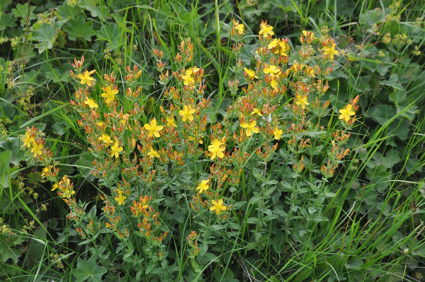 Image of Hypericum linarioides specimen.