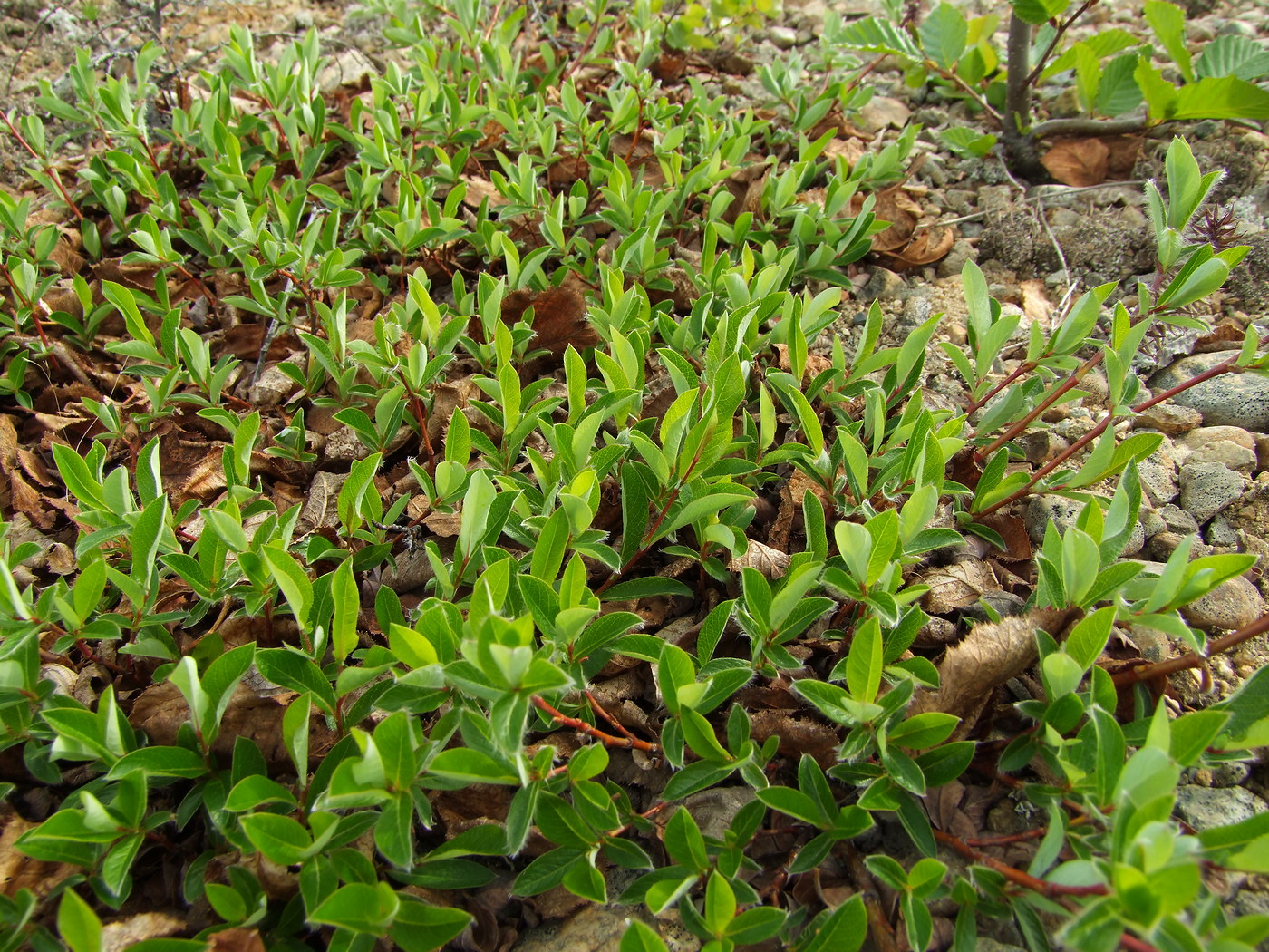 Изображение особи Salix saxatilis.