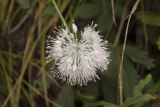 Allium clathratum