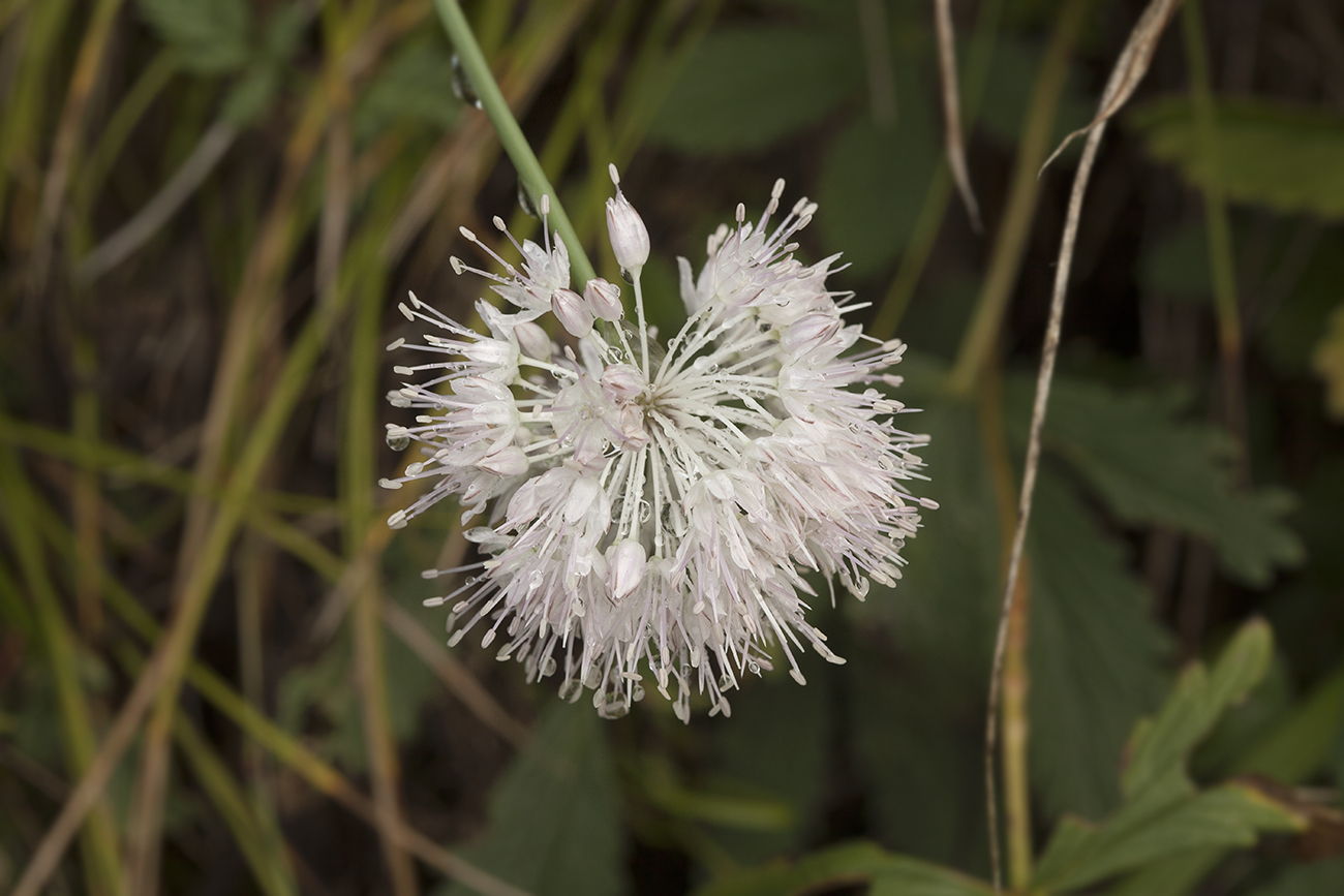 Изображение особи Allium clathratum.