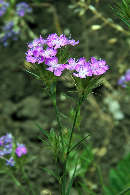 Изображение особи Dianthus pseudarmeria.