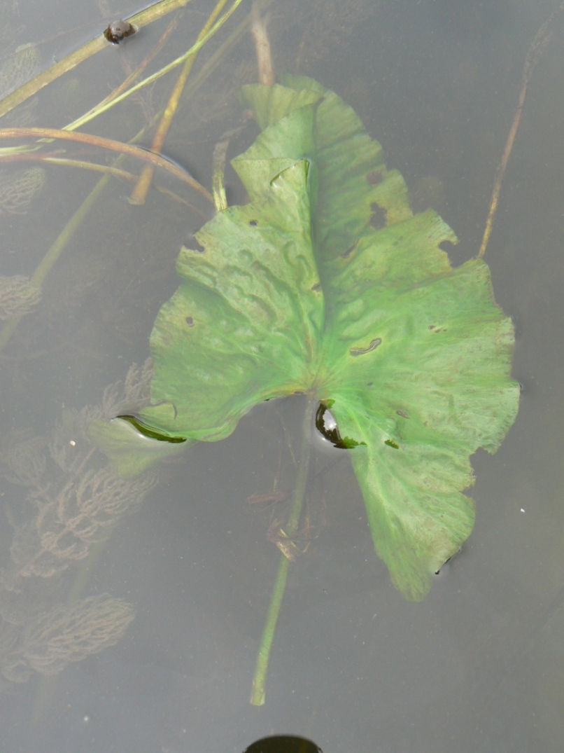 Image of Nuphar japonica specimen.