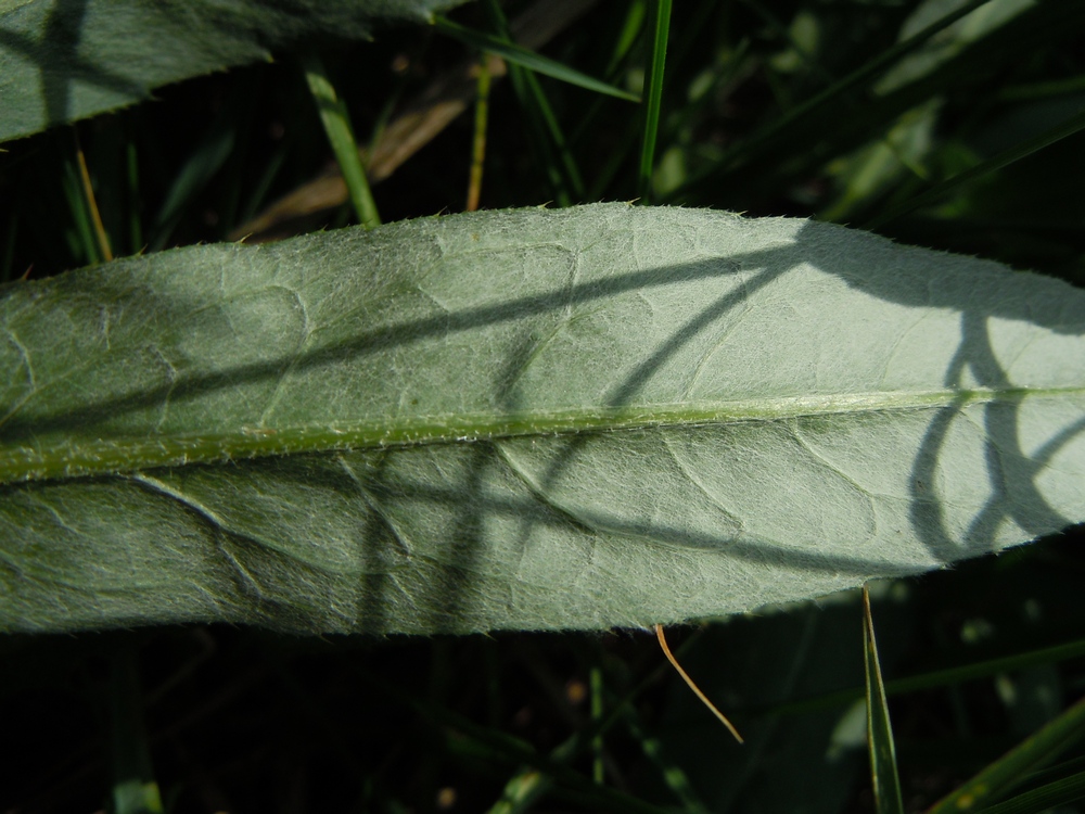 Изображение особи Cirsium incanum.