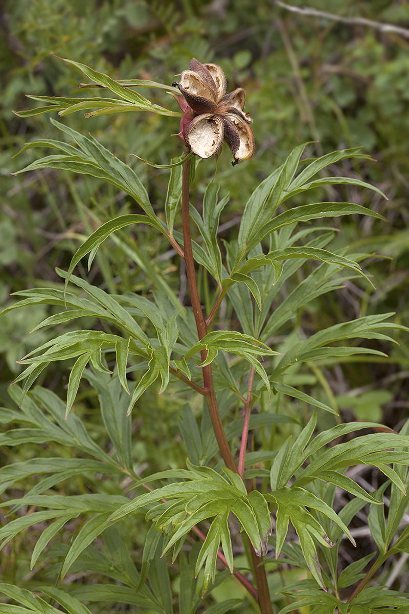 Image of Paeonia anomala specimen.