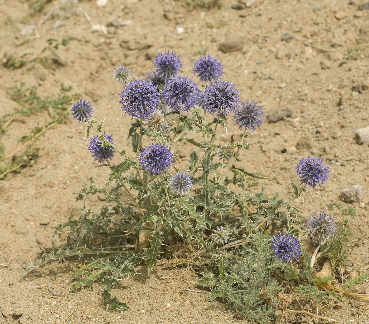 Изображение особи Echinops ruthenicus.