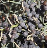 Asparagus horridus