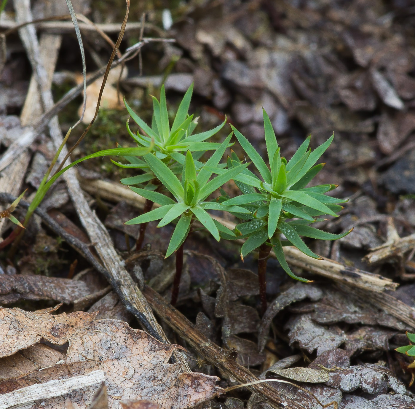 Image of Pogonatum urnigerum specimen.