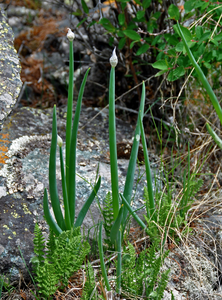 Image of Allium altaicum specimen.