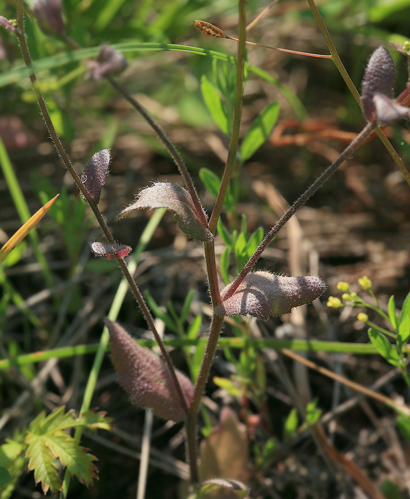 Изображение особи Draba nemorosa.