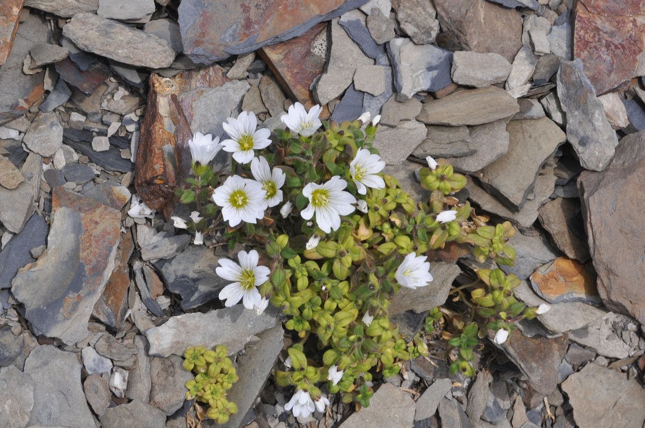 Изображение особи Cerastium polymorphum.