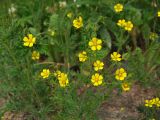 Potentilla tergemina. Верхушки цветущих растений. Магаданская обл., окр. г. Магадан, мкр-н Снежная Долина, на обочине дороги. 22.07.2016.