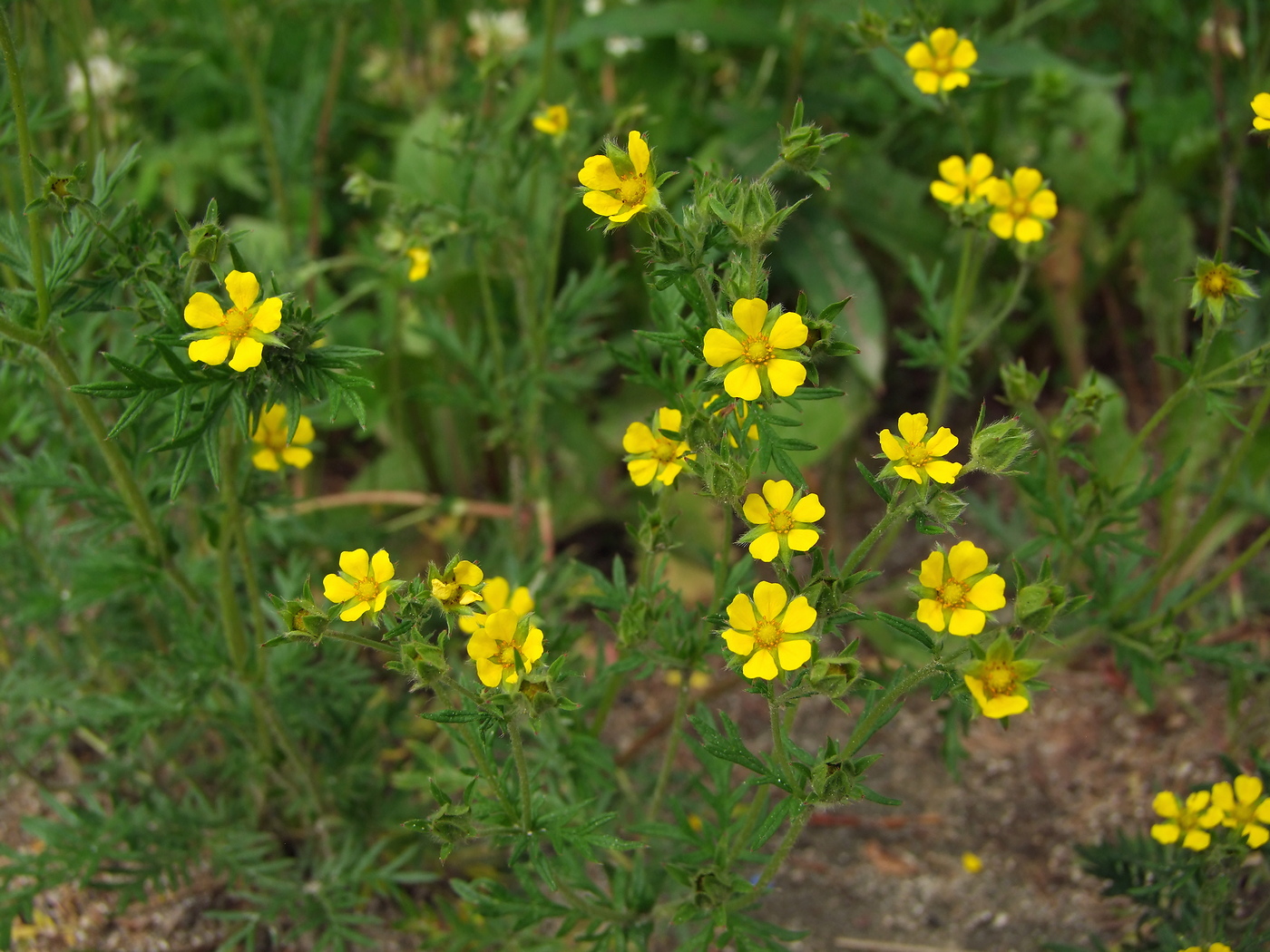 Image of Potentilla tergemina specimen.