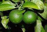 Citrus reticulata. Верхушка побега с незрелыми плодами. Краснодарский край, г. Сочи, Центральный р-н, в культуре. 18.08.2018.