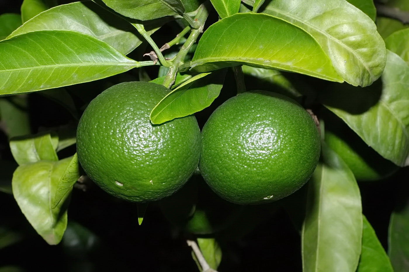 Image of Citrus reticulata specimen.