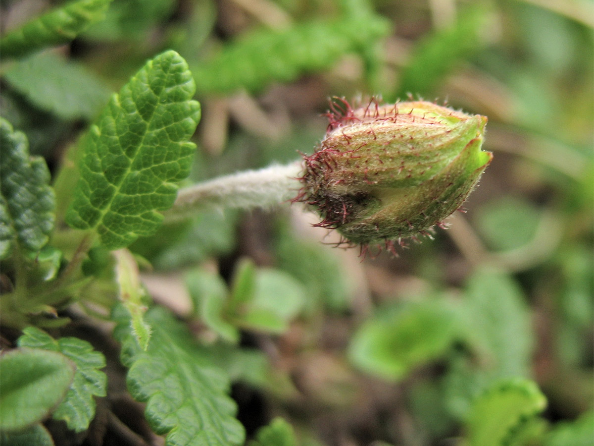 Изображение особи Dryas octopetala.