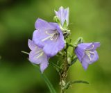Campanula persicifolia