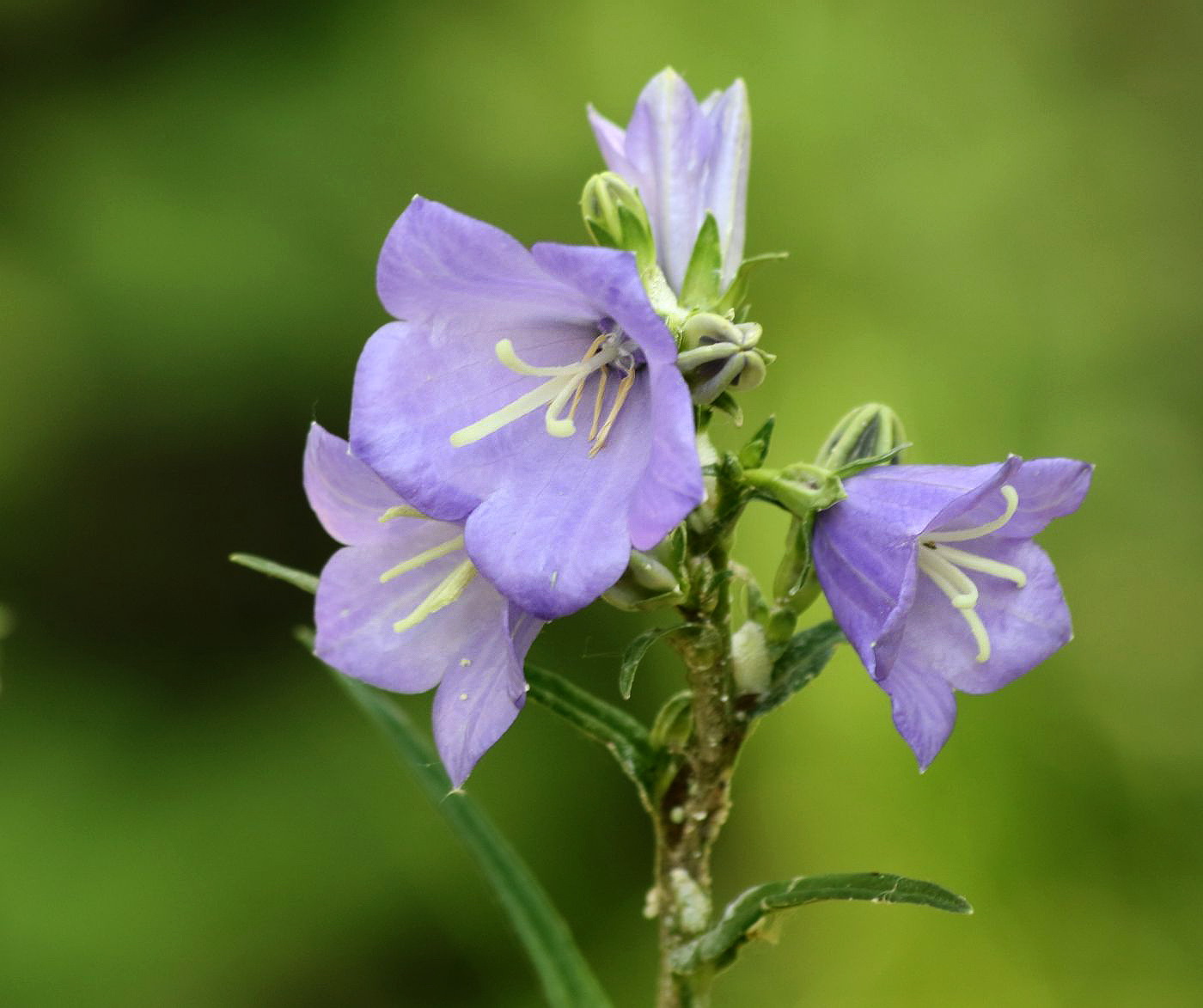 Image of Campanula persicifolia specimen.