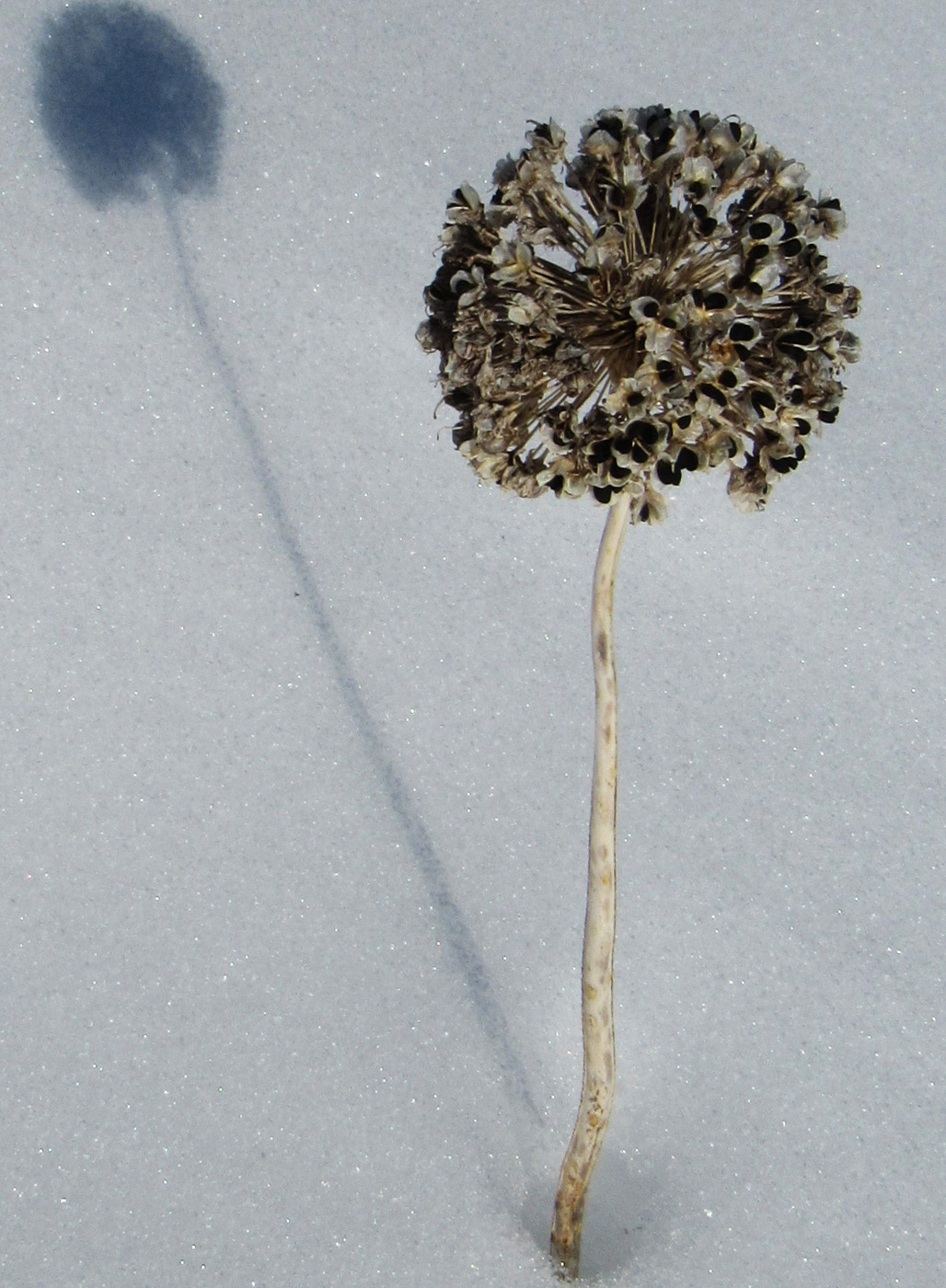Image of Allium hymenorhizum specimen.