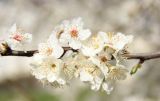 Prunus cerasifera