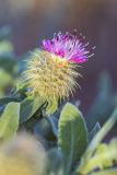 Centaurea seridis подвид maritima. Соцветие. Испания, Валенсия, окр. г. Кастельон-де-ла-Плана, стабилизированная прибрежная дюна. 25.03.2019.