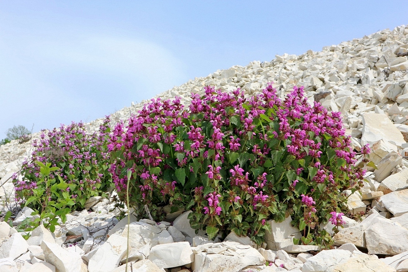 Image of Lamium maculatum specimen.