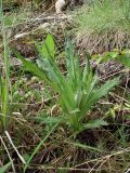 Cirsium heterophyllum. Растение в начале вегетативного роста. Кольский п-ов, дернистый берег р. Белоусиха (нижний левый приток р. Воронья). 03.07.2010.