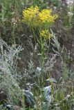 Senecio schwetzowii