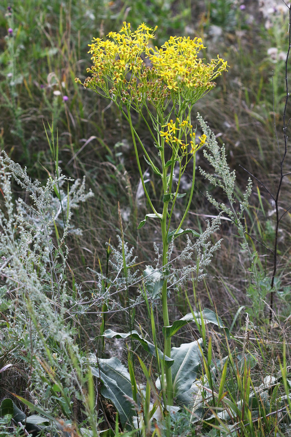 Изображение особи Senecio schwetzowii.