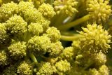 Ferula kuhistanica