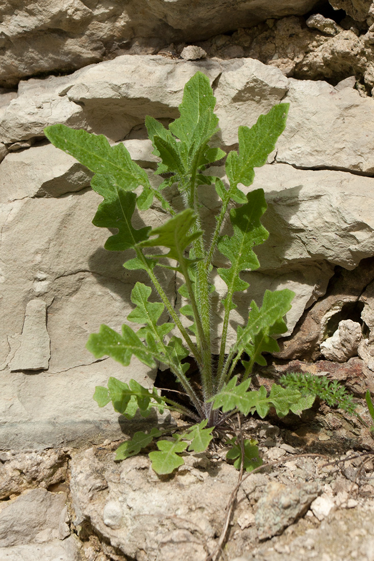 Изображение особи Sisymbrium loeselii.