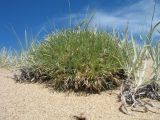 Oxytropis aciphylla